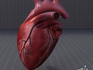 human heart 3D Модель