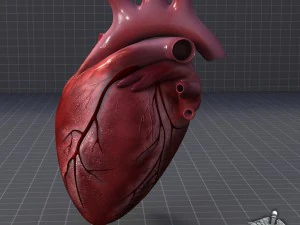 cuore umano Modello 3D