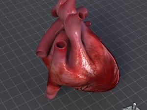 cuore umano Modello 3D