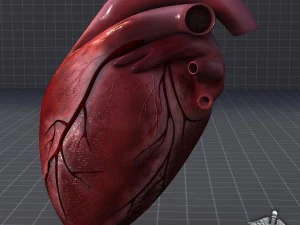 cuore umano Modello 3D