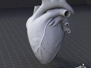 human heart 3D Модель