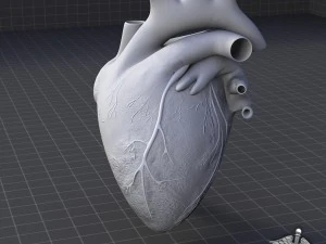 cuore umano Modello 3D