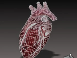 cuore umano Modello 3D