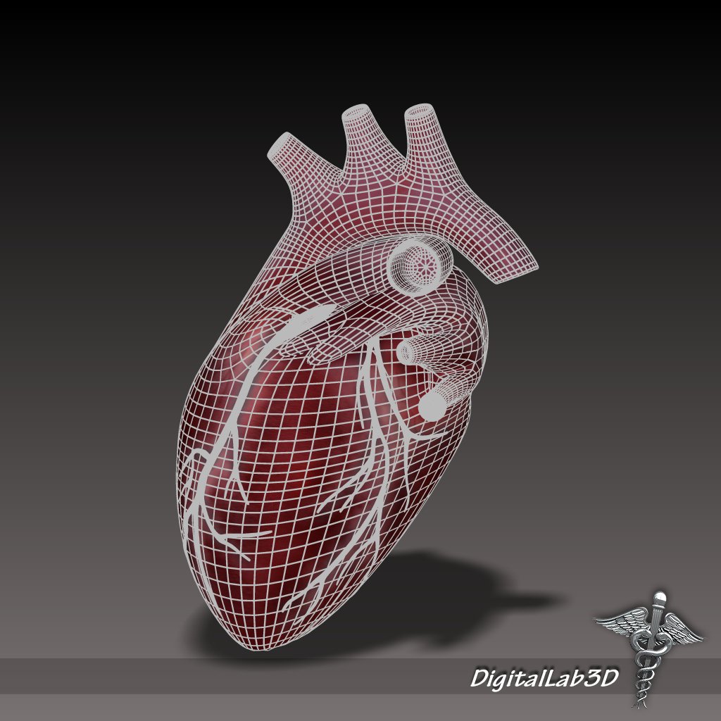 Human Heart 3d Model In Anatomy 3dexport
