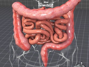 human large and small intestines 3D Model