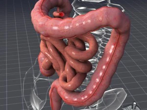 human large and small intestines 3D Model