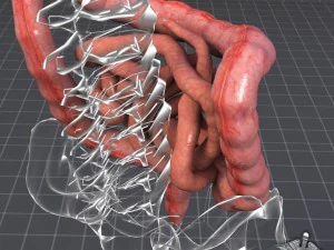human large and small intestines 3D Model