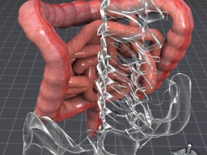 human large and small intestines 3D Модель