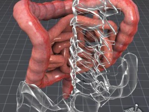 human large and small intestines 3D Model