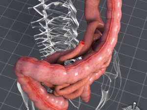 human large and small intestines 3D Модель