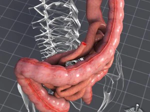 human large and small intestines 3D Model