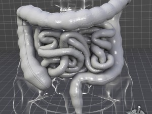 human large and small intestines 3D Модель