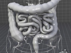 human large and small intestines 3D Model