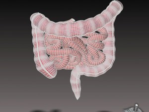 human large and small intestines 3D Модель