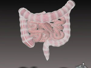 human large and small intestines 3D Model