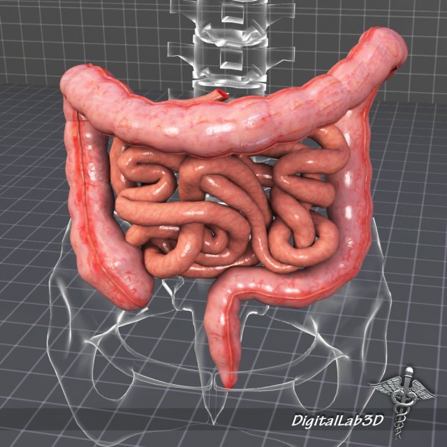 human large and small intestines anatomy 3D Model .c4d .max .obj .3ds .fbx .stl .blend 