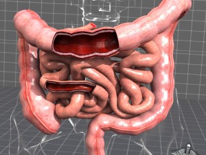 human large and small intestines anatomy 3D Model