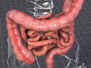 human large and small intestines anatomy 3D Model
