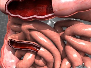 human large and small intestines anatomy 3D Model