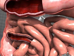 human large and small intestines anatomy 3D Model