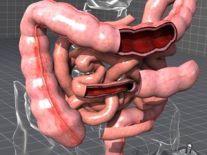 human large and small intestines anatomy 3D Model