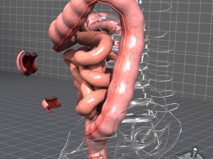 human large and small intestines anatomy 3D Model