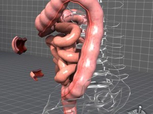 human large and small intestines anatomy 3D Model