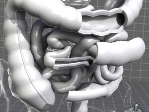 human large and small intestines anatomy 3D Model