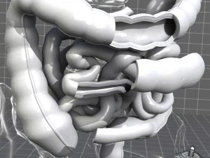 human large and small intestines anatomy 3D Model