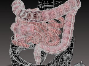 human large and small intestines anatomy 3D Model