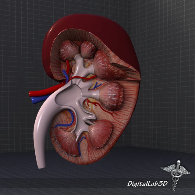 kidney high quality 3D Модель .c4d .max .obj .3ds .fbx .stl .blend 
