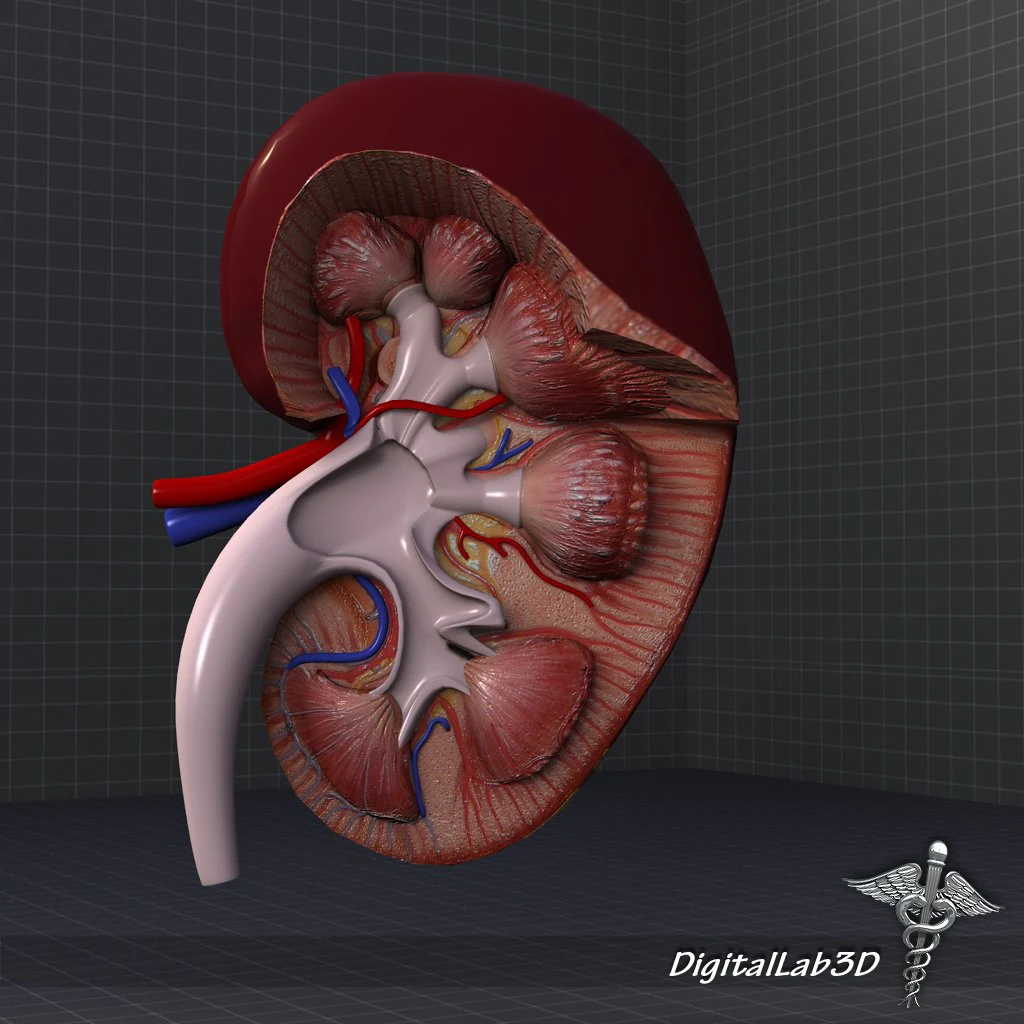 kidney high quality 3D Model .c4d .max .obj .3ds .fbx .stl .blend 