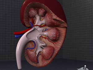 kidney high quality 3Dモデル