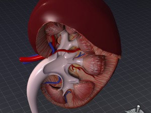 kidney high quality 3D Модель