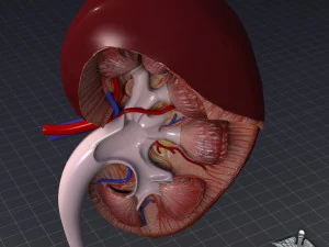 kidney high quality 3D Model