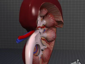 kidney high quality 3D Model