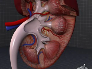 kidney high quality 3D Model