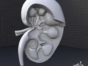 kidney high quality 3D Модель