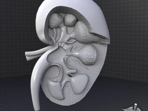 kidney high quality 3D Model