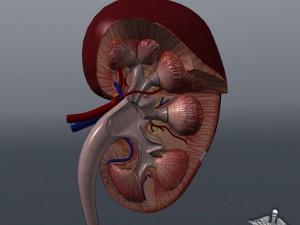 kidney high quality 3D Модель