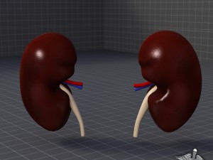 kidney anatomy Modèle 3D