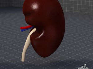 kidney anatomy Modèle 3D