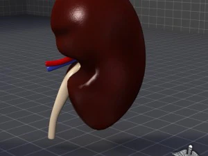 anatomie van de nieren 3D Model