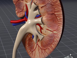 kidney anatomy Modèle 3D