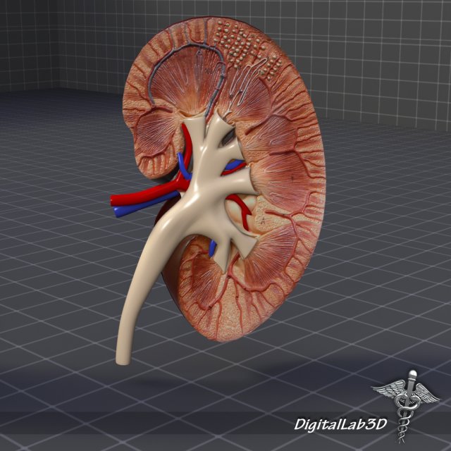 kidney anatomy Modèle 3D .c4d .max .obj .3ds .fbx .stl .blend 