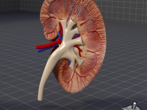 kidney anatomy 3D Model