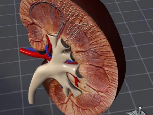 anatomie van de nieren 3D Model