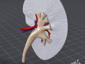 kidney anatomy Modèle 3D