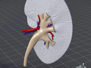 anatomie van de nieren 3D Model