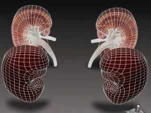 anatomie van de nieren 3D Model